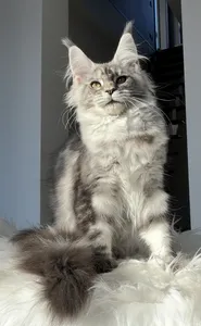 Maine Coon kitten