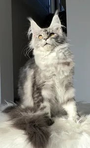 Maine Coon kitten