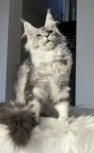 Tutsy