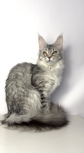 Afina