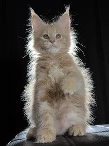 Котенок мейн-кун