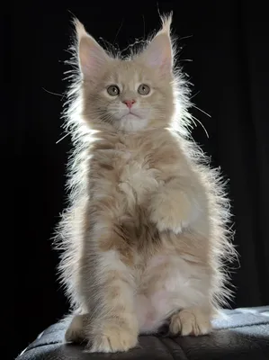 Котенок мейн-кун