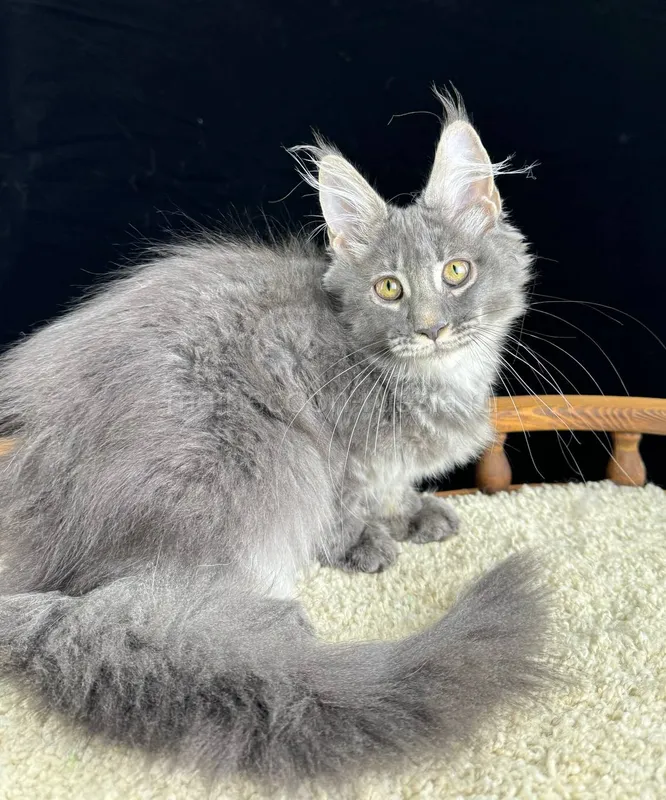 Maine Coon kitten Blue Silver marble, rossetes blotched MCO as 25 Girl
