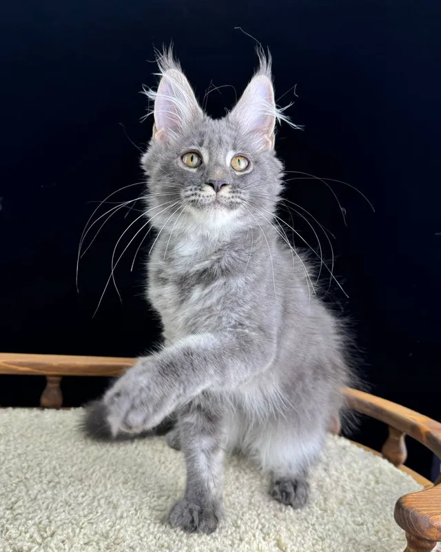 Maine Coon kitten Blue Silver  marble, rossetes blotched MCO as 25 Girl