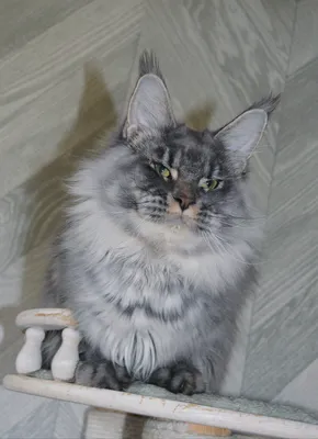 Котенок мейн-кун