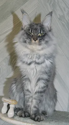 Котенок мейн-кун