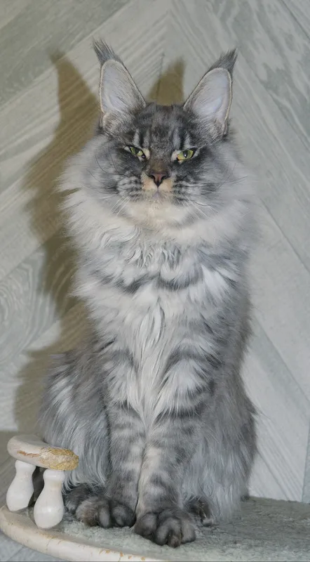 Maine Coon kitten Blue Silver Mac Tabby MCO as 23 Boy