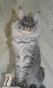 Котенок мейн-кун