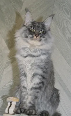 Котенок мейн-кун