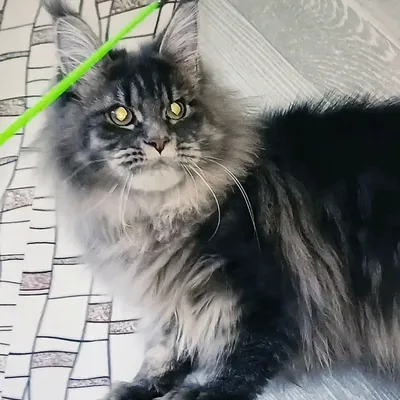 Котенок мейн-кун