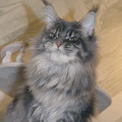 Котенок мейн-кун