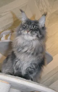 Котенок мейн-кун