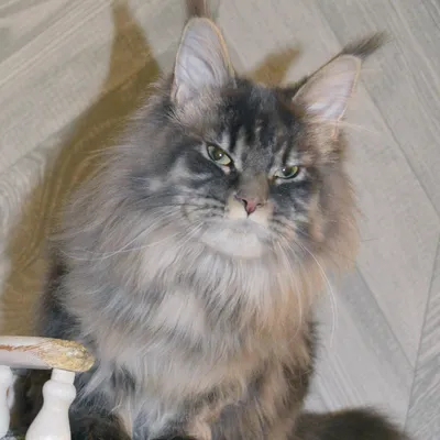 Котенок мейн-кун