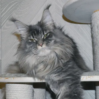 Котенок мейн-кун