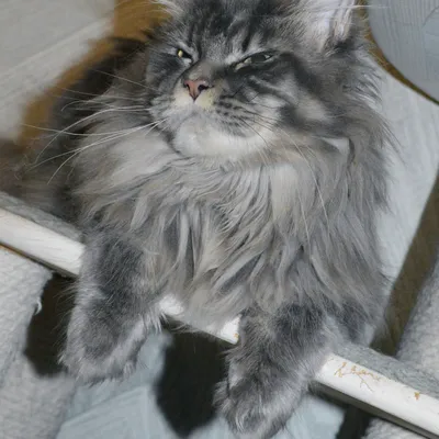 Котенок мейн-кун