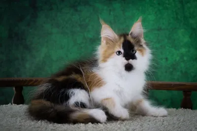 Котенок мейн-кун