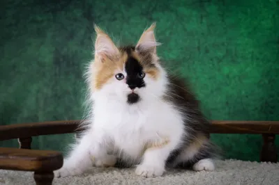 Котенок мейн-кун