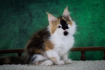 Котенок мейн-кун