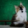 Isa - photo 12