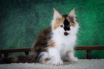 Котенок мейн-кун