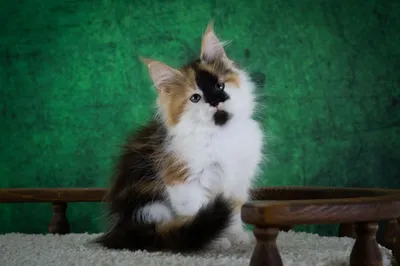 Котенок мейн-кун