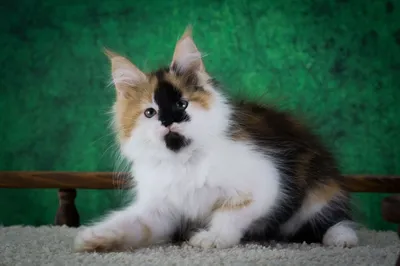 Котенок мейн-кун