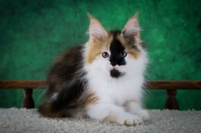 Maine Coon kitten Tortie with white MCO f 03 Girl