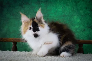 Котенок мейн-кун