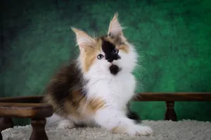 Котенок мейн-кун