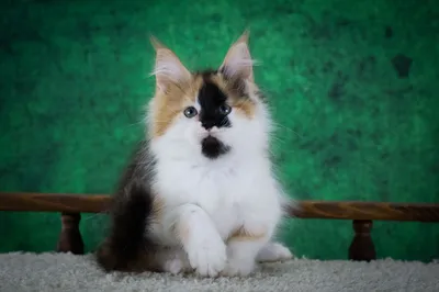 Котенок мейн-кун