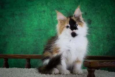 Котенок мейн-кун