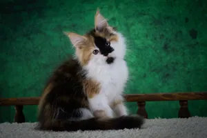 Котенок мейн-кун