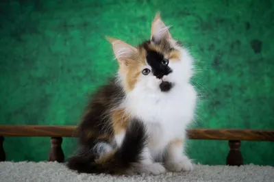 Котенок мейн-кун