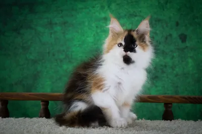 Котенок мейн-кун