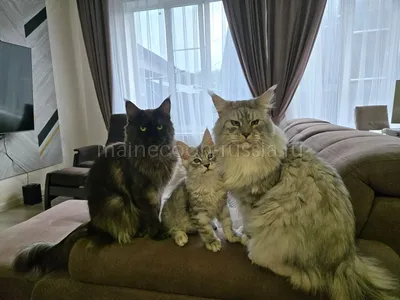 Котенок мейн-кун