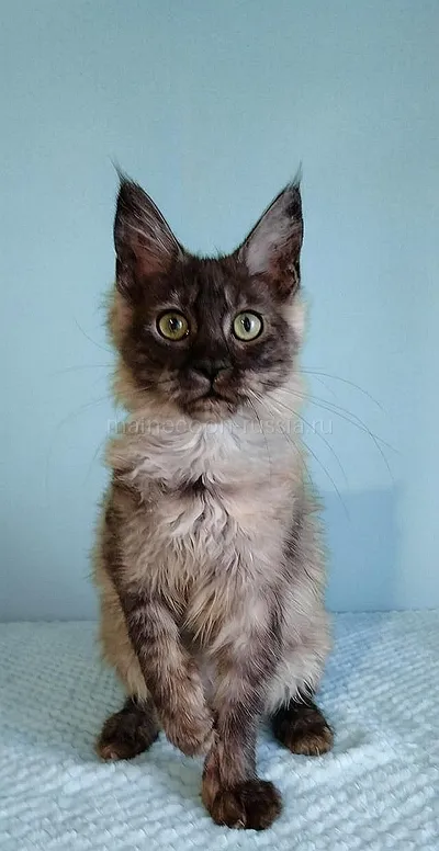 Jenevra — Maine Coon kitten, Black smoke MCO ns