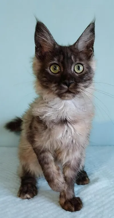Jenevra — Maine Coon kitten, Black smoke MCO ns