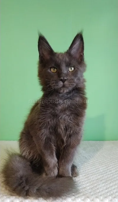 Jeka — Maine Coon kitten, Blue MCO a
