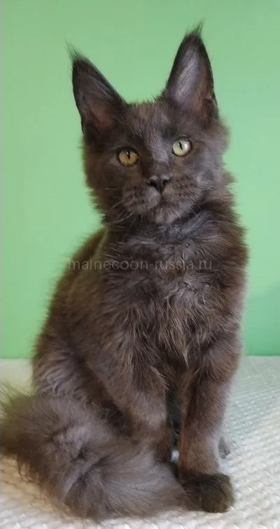 Jeka — Maine Coon kitten, Blue MCO a