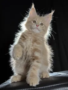 Котенок мейн-кун
