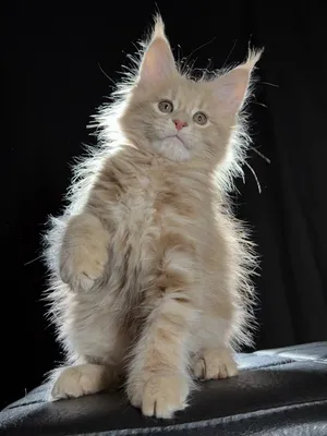Котенок мейн-кун