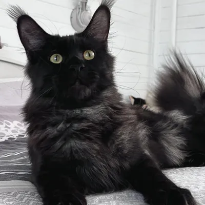 Котенок мейн-кун