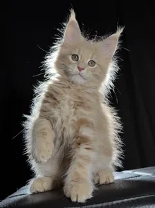 Котенок мейн-кун