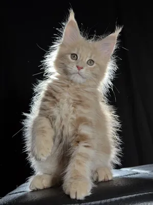 Котенок мейн-кун