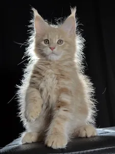 Котенок мейн-кун