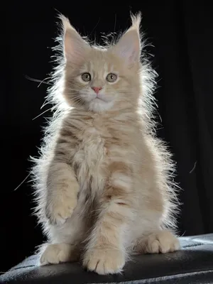 Котенок мейн-кун