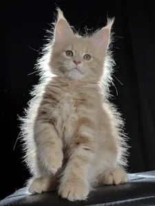 Котенок мейн-кун