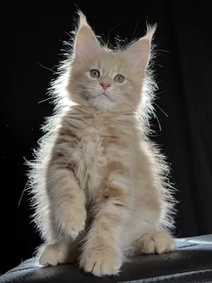 Котенок мейн-кун
