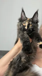 Котенок мейн-кун