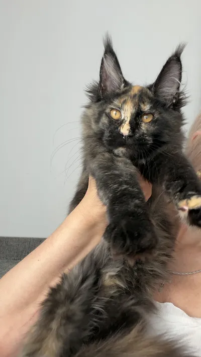 Maine Coon kitten